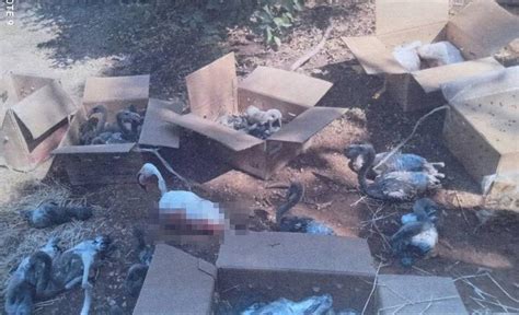 Y­a­v­r­u­ ­F­l­a­m­i­n­g­o­l­a­r­ı­ ­Ö­l­d­ü­r­d­ü­l­e­r­:­ ­3­ ­K­i­ş­i­y­e­ ­T­o­p­l­a­m­ ­3­2­2­ ­B­i­n­ ­L­i­r­a­ ­C­e­z­a­
